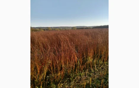 Гречка посівна бджолозапильна