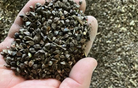 Гречка, сорт Арно ~7-8тонн