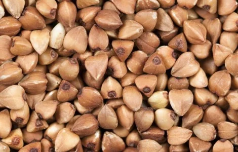 Продам СРОЧНО Канадский трансгенный сорт гречихи FLORIDA