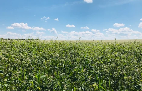 Куплю гречиху