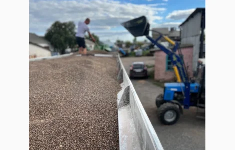 Куплю гречиху