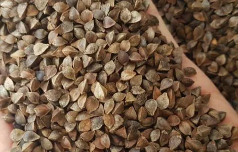 Семена гречихи GRANBY