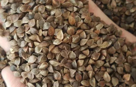 Семена гречихи PENNY (элит) - канадский ярый трансгенный продовольственный сорт