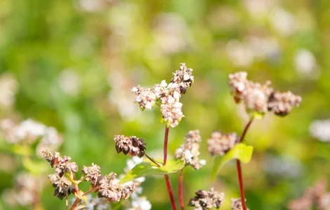 Куплю зерно гречки гречиху продовольчу