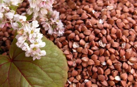 Купляєм гречиху