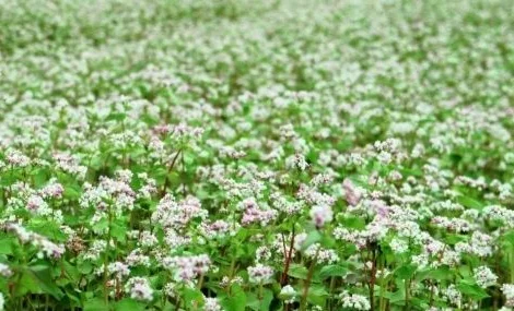 Продам насіння гречки, сорт Гренбі