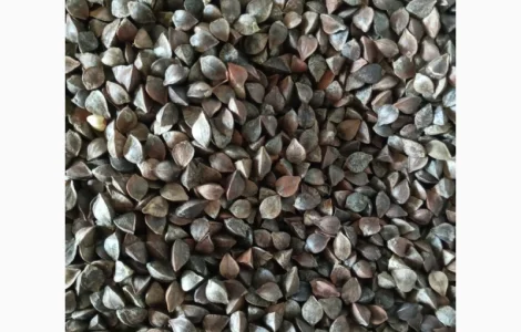 Семена Гречихи