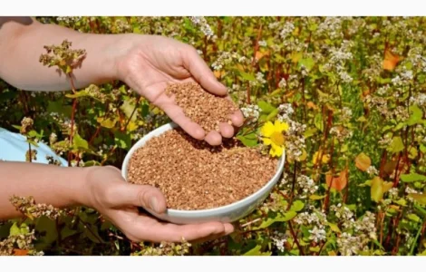 Насіння гречки. Посівна гречка. Сорт Ярославна еліта. Сорт Слов'яночка еліта