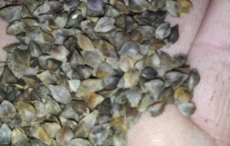 Продам посівну сертифіковану гречку. Сорт Дикуль. Сорт Арно. Сорт Дев'ятка