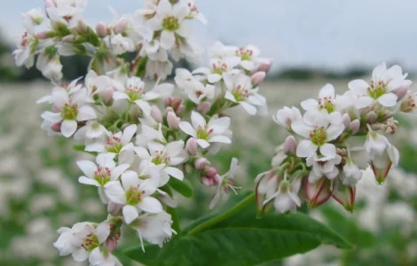 Гречка посівна сорт Антарія