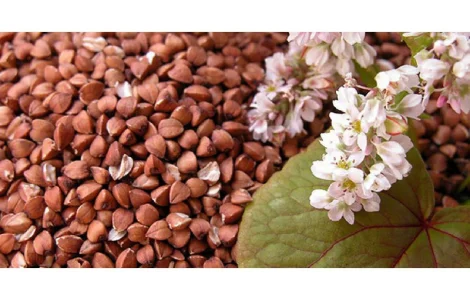 Гречка - Крупа гречневая