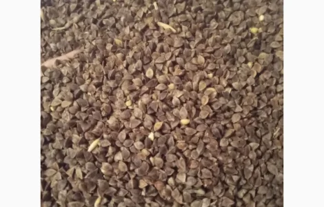 Продам гречку Арно посівну