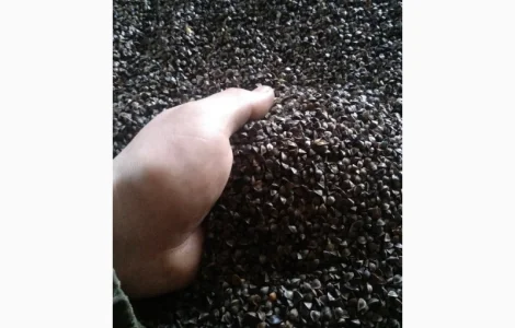 Продам гречку "Арно "(Посівну)