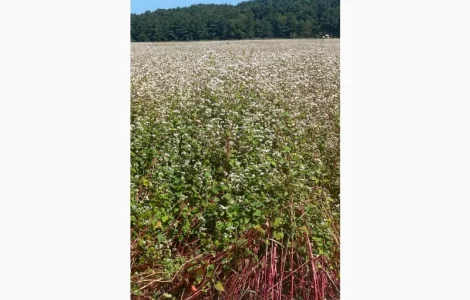 Продам Органічну гречку