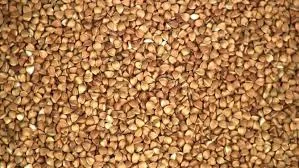 Гречка посівна. Насіння гречки