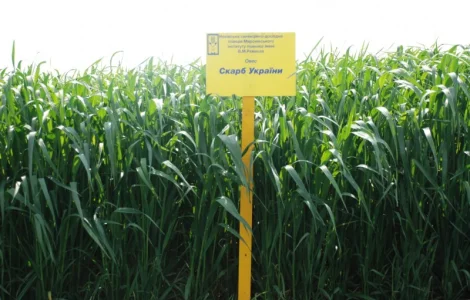 Овес посівний