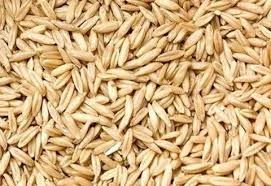 Семена овса голозерный Диетический Элита