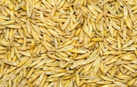 Семена овса ЧЕРНИГОВСКИЙ 28 элита 1 репрод