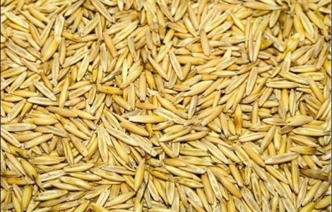 Семена Овса Нептун элита 1 репрод