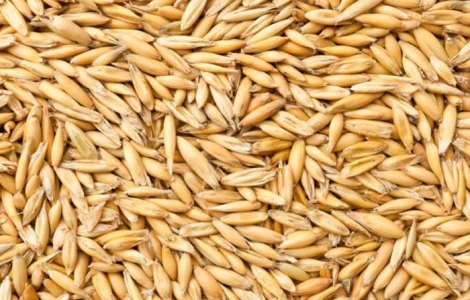 Купую овес оптом