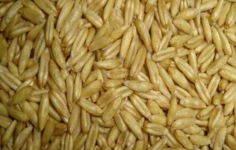 Куплю овес голозерний