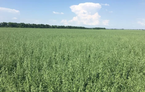 Овес посівний (ярий) Нептун