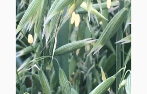 Овес посівний (ярий) Нептун