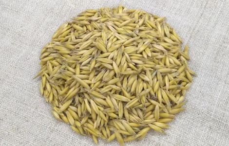 Овес посівний (ярий) Світанок