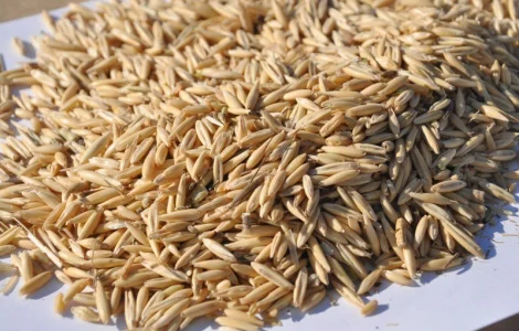 Куплю овес нового урожая