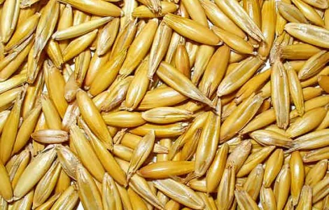 Закупаем овес