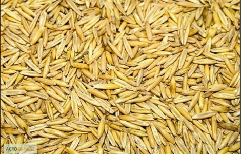 Куплю овес самовывоз