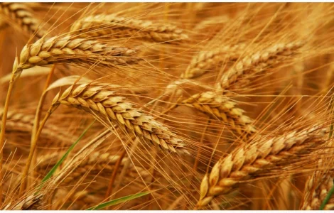 Купуємо Овес