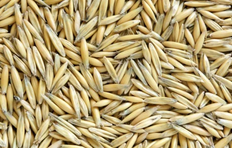 Продам овес на посів