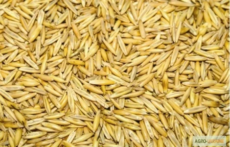 Купуємо овес