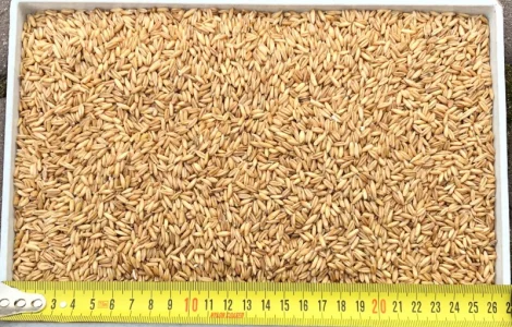 Овес голозерний