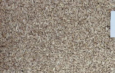 Овес голозерний сорт Скарб України 2р з ПДВ