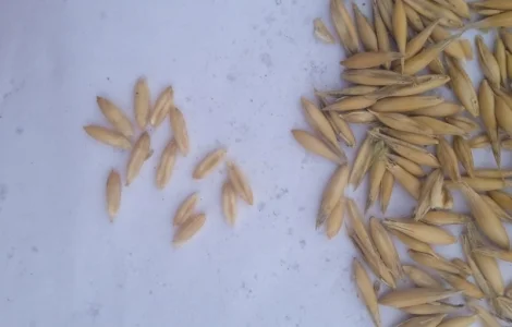 Продам Овес