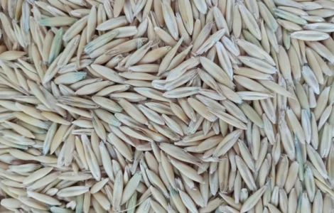 Закупаем Овёс по всей территории Украины