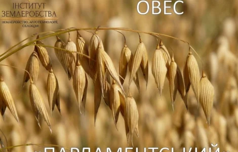 Посівний овес Парламентський ( с/еліта, еліта)