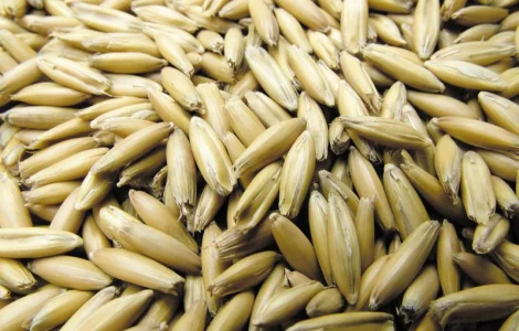 Семена овса продовольственного. Сорт Черниговский 28. 1 репродукция