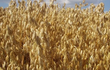 Семена голозерного овса Самуэль. 1 репродукция