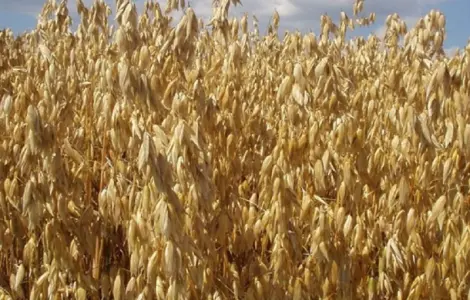 Семена голозерного овса Самуэль. 1 репродукция