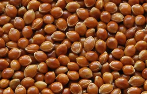 НАСІННЯ ВІД ОРИГІНАТОРА. Ультранньостигле просо Золушка (еліта)