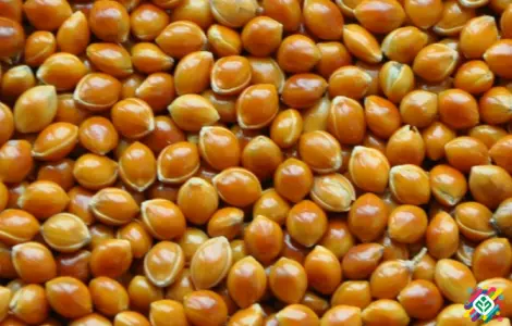 Продам насіння проса Біла Альтанка