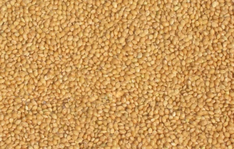 Семена проса СКАДО элита 1 репрод