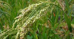 Просо Денвікське 1 репр еліта