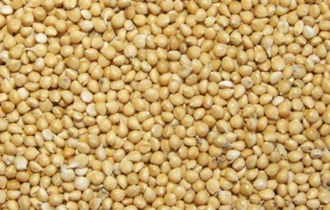 Семена проса Константиновское элита 1 репрод