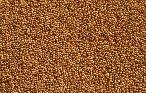 Семена проса ОМРИЯНЕ элита 1 репрод