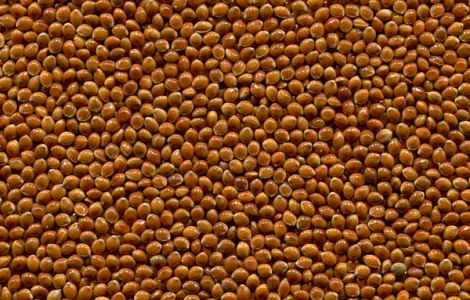 Элита семян проса сорта КОЗАЦКОЕ 1 репродукция