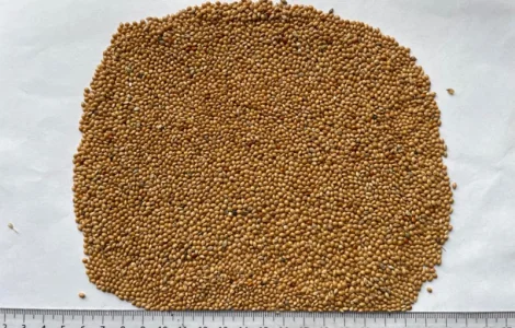 Куплю просо жовте